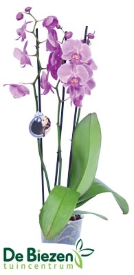 Phalaenopsis 3-bloemtakken