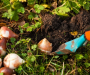 Tuinadvies deel 1