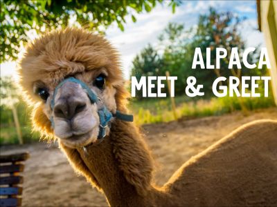 Alpaca Meet & Greet
