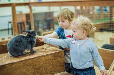 Kleindiershow bij Tuincentrum de Biezen afgelast