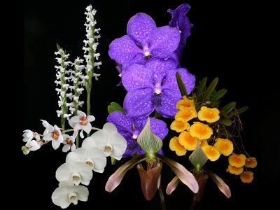 Orchideeënshow
