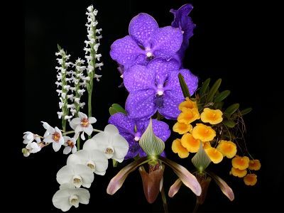 Orchideeënshow