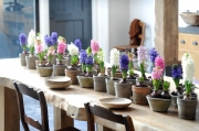 Heerlijke hyacint: ruik de lente!