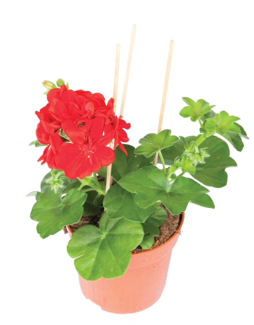 Hang geranium