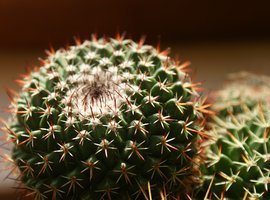 Cactussen en vetplanten