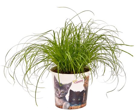 Cyperus "kattengras"