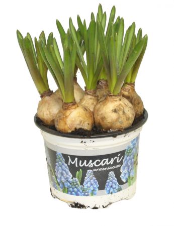 Muscari - 12cm