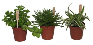 Mini-plantjes
