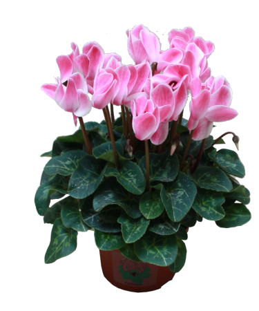 Cyclamen Patio