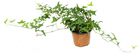 Mini hedera